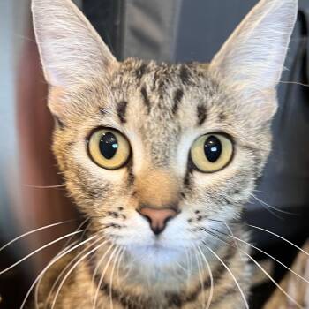 Sugar Toast -  Domestic Short Hair Cat for Adoption in Squamish, British Columbia - Sugar Toast | PetCurious