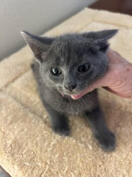 Lodi Johnson -  Domestic Short Hair and Russian Blue Cat for Adoption in Chandler, Arizona - Lodi Johnson | PetCurious