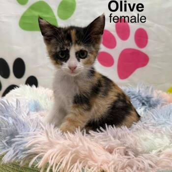 American Shorthair Cats Available for Adoption - Olive | PetCurious