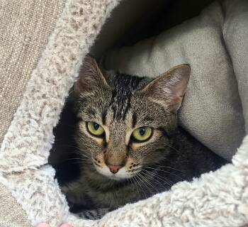 Freya -  Domestic Short Hair Cat for Adoption in Kirkland, Washington - Freya | PetCurious