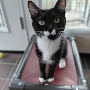 Lydia -  Domestic Short Hair Cat for Adoption in Littleton, New Hampshire - Lydia | PetCurious