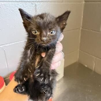 Domestic Short Hair Cats Available for Adoption in Tuscaloosa, Alabama - TUSC-Stray-84373_2_3_4_5 | PetCurious