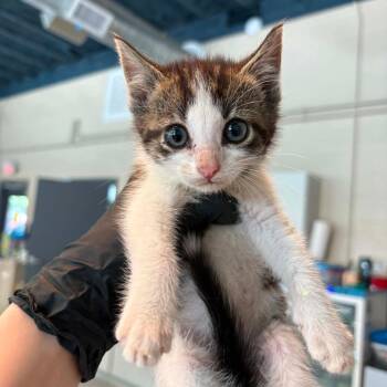 Ariel -  Domestic Short Hair Cat for Adoption in Huntington, West Virginia - Ariel | PetCurious