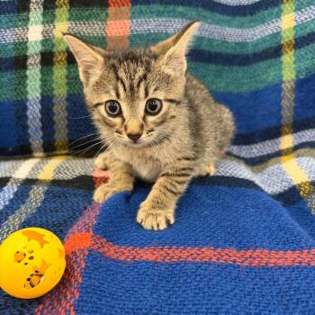 Rufus -  Domestic Short Hair Cat for Adoption in Raleigh, North Carolina - Rufus | PetCurious