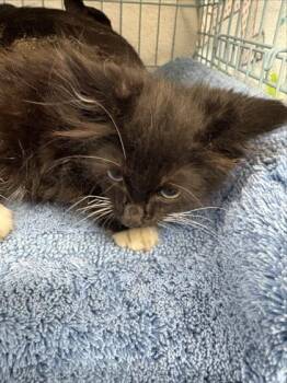 Radar -  Domestic Short Hair Cat for Adoption in Gainesville, Florida - Radar | PetCurious