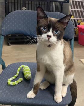 Sylvester - Raccoon -  Snowshoe Cat for Adoption in Tucumcari, New Mexico - Sylvester - Raccoon | PetCurious