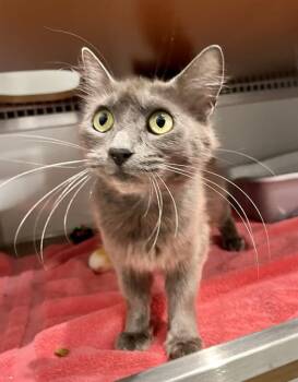 MAMACITA -  Domestic Short Hair Cat for Adoption in San Francisco, California - MAMACITA | PetCurious