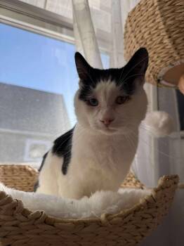 Rescue Domestic Short Hair Cats for Adoption in Grand Forks, North Dakota - EMERY | PetCurious