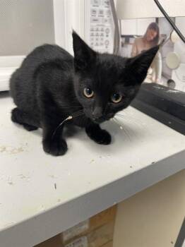 ECHO* -  Domestic Short Hair Cat for Adoption in Santa Cruz, California - ECHO* | PetCurious