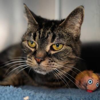 Domestic Short Hair Cats Available for Adoption - Baby | PetCurious