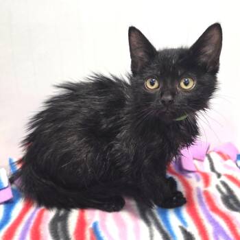 Domestic Short Hair Cats Available for Adoption in Fort Wayne, Indiana - Kale | PetCurious