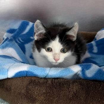 Lil Marco -  Domestic Short Hair Cat for Adoption in State College, Pennsylvania - Lil Marco | PetCurious