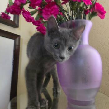Leo -  Domestic Short Hair Cat for Adoption in San Antonio, Texas - Leo | PetCurious