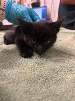 A053540 -  Domestic Medium Hair Cat for Adoption in Alameda, California - A053540 | PetCurious