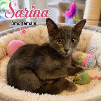 Sarina -  Russian Blue and Domestic Short Hair Cat for Adoption in Antioch, California - Sarina | PetCurious