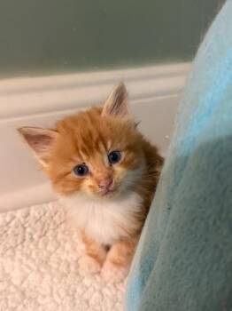 *Haller -  Domestic Short Hair Cat for Adoption in Newnan, Georgia - *Haller | PetCurious
