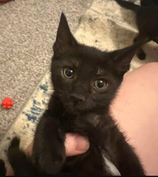 Rescue Domestic Short Hair Cats for Adoption in Jacksonville, Florida - Benedict =^.^= | PetCurious