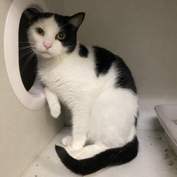Lina -  Domestic Short Hair Cat for Adoption in Dayton, Ohio - Lina | PetCurious