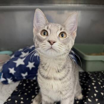 Danica -  Domestic Short Hair Cat for Adoption in Fort Lauderdale, Florida - Danica | PetCurious