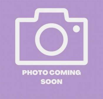 61162137 -  Domestic Short Hair Cat for Adoption in El Paso, Texas - 61162137 | PetCurious