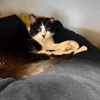 Autumn -  Domestic Short Hair Cat for Adoption in Washougal, Washington - Autumn | PetCurious