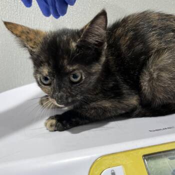 China -  Domestic Short Hair Cat for Adoption in Tampa, Florida - China | PetCurious