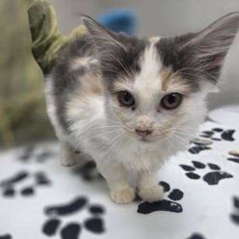 Domestic Long Hair Cats Available for Adoption in Incline Village, Nevada - Prairie Dawn | PetCurious