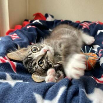 Domestic Medium Hair Cats Available for Adoption in Dublin, California - Lukas | PetCurious