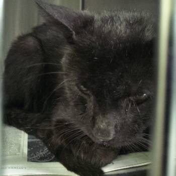IVHS-Stray-143576 -  Domestic Short Hair Cat for Adoption in San Gabriel, California - IVHS-Stray-143576 | PetCurious