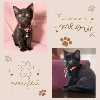 Kiya -  Domestic Short Hair Cat for Adoption in Port Chester, New York - Kiya | PetCurious
