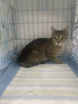 Mama Maple -  Domestic Short Hair Cat for Adoption in Gainesville, Florida - Mama Maple | PetCurious