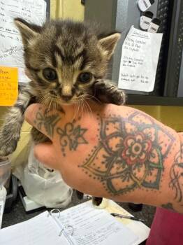 DUKE -  Domestic Short Hair Cat for Adoption in Crossville, Tennessee - DUKE | PetCurious