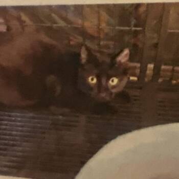 Domestic Short Hair Cats Available for Adoption in Bentonville, Arkansas - Grisby | PetCurious