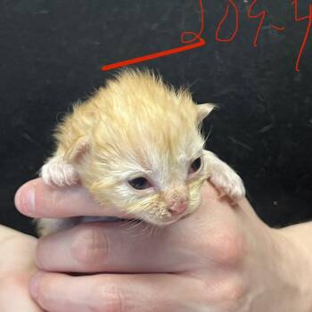 Valencia -  Domestic Medium Hair Cat Available for Adoption in Mt. Juliet, Tennessee - Valencia | PetCurious