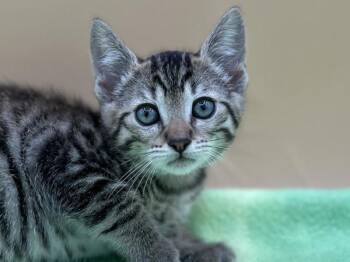 Fayoumi -  Domestic Short Hair Cat for Adoption in Portland, Oregon - Fayoumi | PetCurious