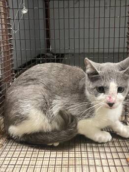 Turbo -  Domestic Short Hair Cat Available for Adoption in New Braunfels, Texas - Turbo | PetCurious