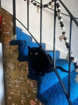 Eclipse -  Domestic Short Hair Cat for Adoption in Diamond Springs, California - Eclipse | PetCurious