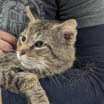 Roscoe -  Domestic Short Hair Cat for Adoption in Peoria, Illinois - Roscoe | PetCurious