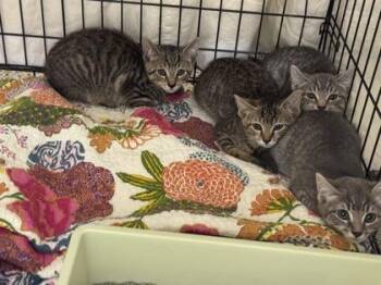 Domestic Short Hair Cats Available for Adoption - Moana | PetCurious