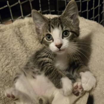 Gourd (Holland Cat Cove) -  Domestic Short Hair Cat for Adoption in West Olive, Michigan - Gourd (Holland Cat Cove) | PetCurious