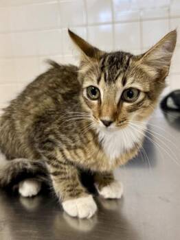 Eleven -  Domestic Medium Hair and Domestic Short Hair Cat for Adoption in San Antonio, Texas - Eleven | PetCurious