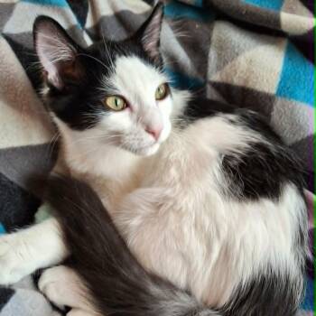 Juniper Hairstreak (Whiskers Society) -  Domestic Short Hair Cat for Adoption in Watertown, Wisconsin - Juniper Hairstreak (Whiskers Society) | PetCurious