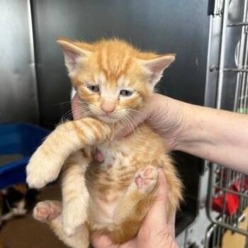 Boykitten2 -  American Shorthair Cat Available for Adoption in Poplar Bluff, Missouri - Boykitten2 | PetCurious