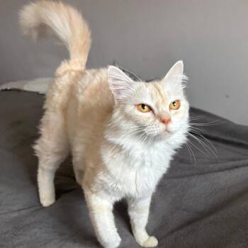 Honey Y. -  Turkish Angora and Maine Coon Cat for Adoption in Brampton, Ontario - Honey Y. | PetCurious