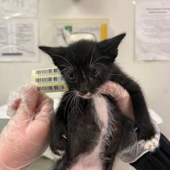 Spoons -  Domestic Medium Hair Cat for Adoption in Charleston, West Virginia - Spoons | PetCurious