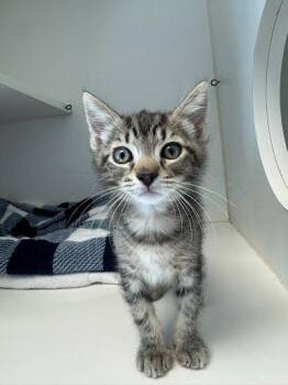 Shelly (bonded w/ Lenny) -  Domestic Short Hair Cat for Adoption in Oakland, California - Shelly (bonded W/ Lenny) | PetCurious