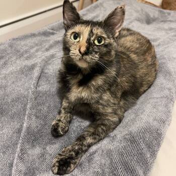 Rescue Domestic Short Hair Cats for Adoption - Rosa 2 | PetCurious