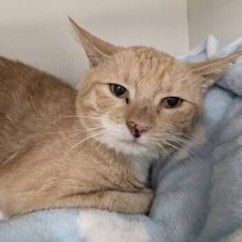 Norman -  Domestic Short Hair Cat for Adoption in Phoenixville, Pennsylvania - Norman | PetCurious