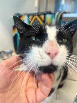 Domestic Short Hair Cats Available for Adoption in Manassas, Virginia - Sylvester (ID 51029/1187) | PetCurious