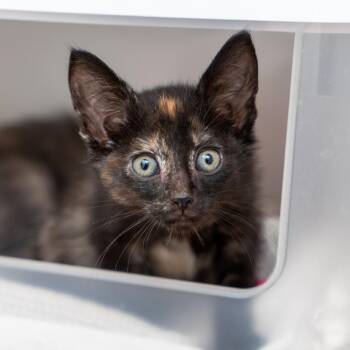 Tac -  Domestic Short Hair Cat for Adoption in New York, New York - Tac | PetCurious